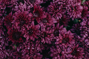 Macro Pink Chrysanthemum flowers. Blurred background with pink Chrysanthemum flower.