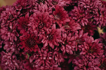 Macro Pink Chrysanthemum flowers. Blurred background with pink Chrysanthemum flower.
