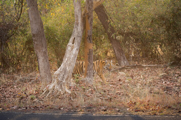 Tiger cub standing behind tree in Tadoba National Park, Afternoon Safari in Moharli Core Zone