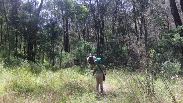 A father and son walking through the Australian bush while carrying a traditional swag for camping.