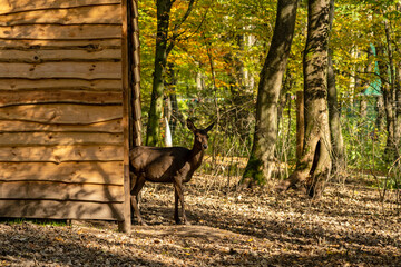 Beautiful deer at the farm in forest
