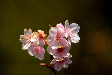 Fototapeta na wymiar pink blossom