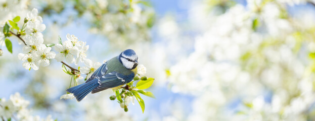 Bird sitting on branch of blossom cherry tree. The blue tit. Spring time