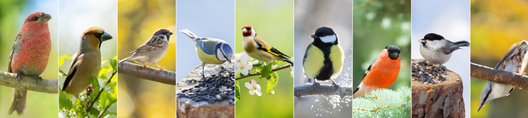 Wildlife Collage of various birds