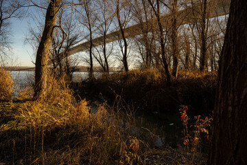 Forest on the bank of Danube in Romania near the suspension bridge in the light of the winter setting sun. - 559702623