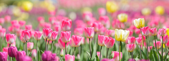 Field of blooming colorful tulips
