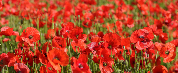 Field of red poppy flowers. Poppies meadow - obrazy, fototapety, plakaty