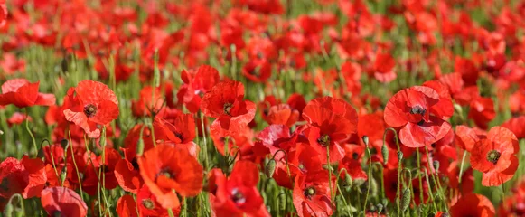 Fotobehang Rood Field of red poppy flowers. Poppies meadow  © Nitr