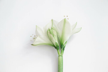 Lily flowers on a white background isolated, flat lay.