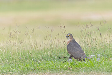 A Cooper's hawk (Accipiter cooperii) holding down a bird to the ground in the grass.