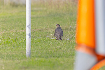 A Cooper's hawk (Accipiter cooperii) holding down a bird to the ground in the grass.