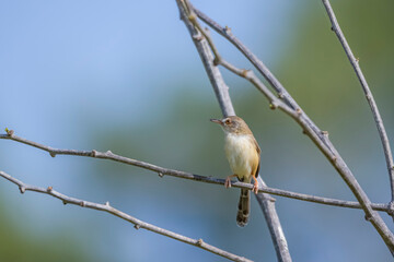 The White-browed Prinia on a branch