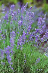 Provence - lavender field