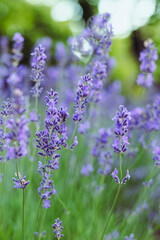 Naklejka premium Provence - lavender field