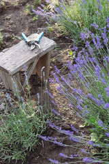 a pruning lavender