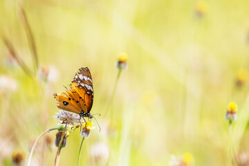 A butterfly on a flower field