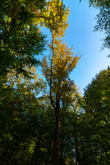 Forest view in vertical shot. Tall trees and clear sky