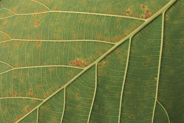 Close up of teak leaves with raised leaves.Natural pattern and background
