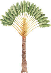 Beautiful PNG stock clip art illustration with watercolor hand drawn tropical palm tree.