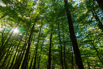 Fototapeta na wymiar Lush forest with tall trees and sun. Carbon net zero concept photo