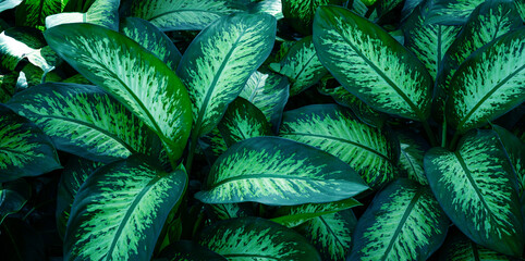 closeup nature view of tropical leaves background, dark nature concept