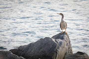 Cormorán moñudo (Gulosus aristotelis) en una roca frente al Mar Mediterráneo