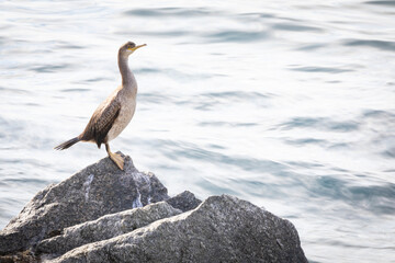 Cormorán moñudo (Gulosus aristotelis) en una roca frente al Mar Mediterráneo