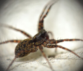 Pardosa milvina sits on a stone, macro. Kharkov. Ukraine