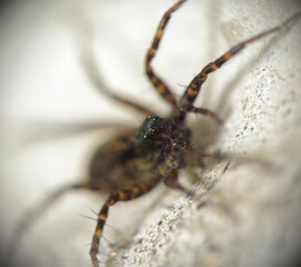 Pardosa milvina sits on a stone, macro. Kharkov. Ukraine