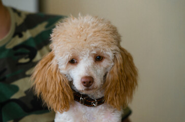 portrait of a cute dog .apricot poodle