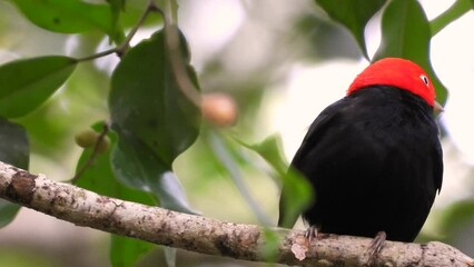 A male Red-Capped Manakin perched in tree