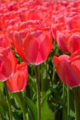 Red tulip on blurred background in vertical