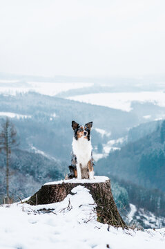 Ausi im Schnee 