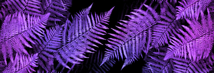 banner natural abstraction background fern leaf on black background tropical leaves neon colors