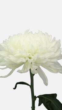 Time lapse of dying white chrysanthemum flower isolated on white background, vertical orientation