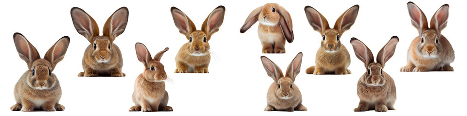 Fototapeta premium Rabbit on a png background created with Generative Ai technology