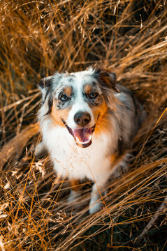 Australian mini shepherd