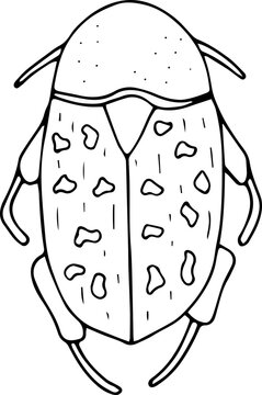 Hand drawn beetle icon in doodle style. Vector children's illustration for coloring.
