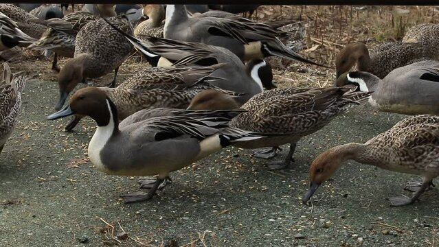 餌を啄むオナガガモの雄鳥と雌鳥