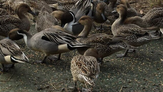 餌を啄むオナガガモの雄鳥と雌鳥