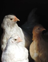 Three Hens Looking to the Right