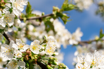 Spring blossom. Blooming tree. Nature beauty. Sakura branches with white flowers on bright blue sky background blur.