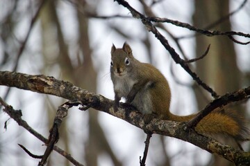 Red-Tailed Squirrel in a Tree