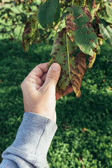 Gardener examining walnut tree leaf with fungal disease symptoms