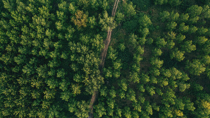 Aerial shot of dirt road through green poplar woodland in summer, top view