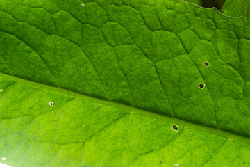 Abstract green leaves texture for background. Natural environment, ecological concept