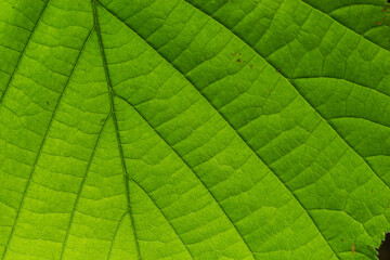 Obraz premium Abstract green leaves texture for background. Natural environment, ecological concept