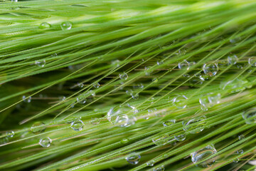 Large beautiful drops of transparent rain water on a green leaf macro. Drops of dew in the morning glow in the sun. Beautiful leaf texture in nature. Natural background