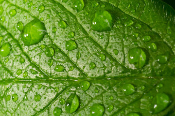 Large beautiful drops of transparent rain water on a green leaf macro. Drops of dew in the morning glow in the sun. Beautiful leaf texture in nature. Natural background