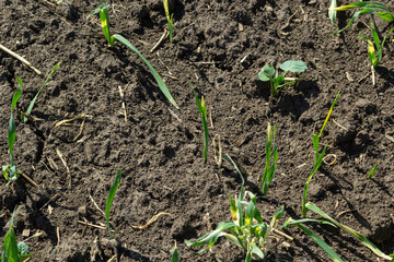 Young sprouts of sprouted wheat on the open ground. Agricultural a field